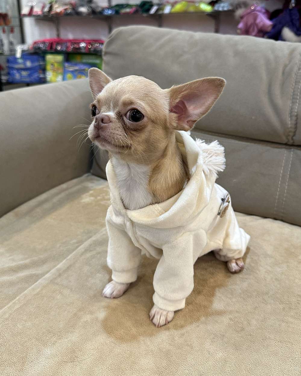 Велюровый костюм для собак Puffy Тедди молочный