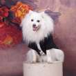 Фрак для собаки с бабочкой Pet Антуан
