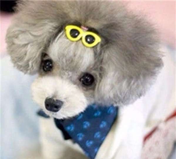 Заколка для собак Крокодильчик Очки