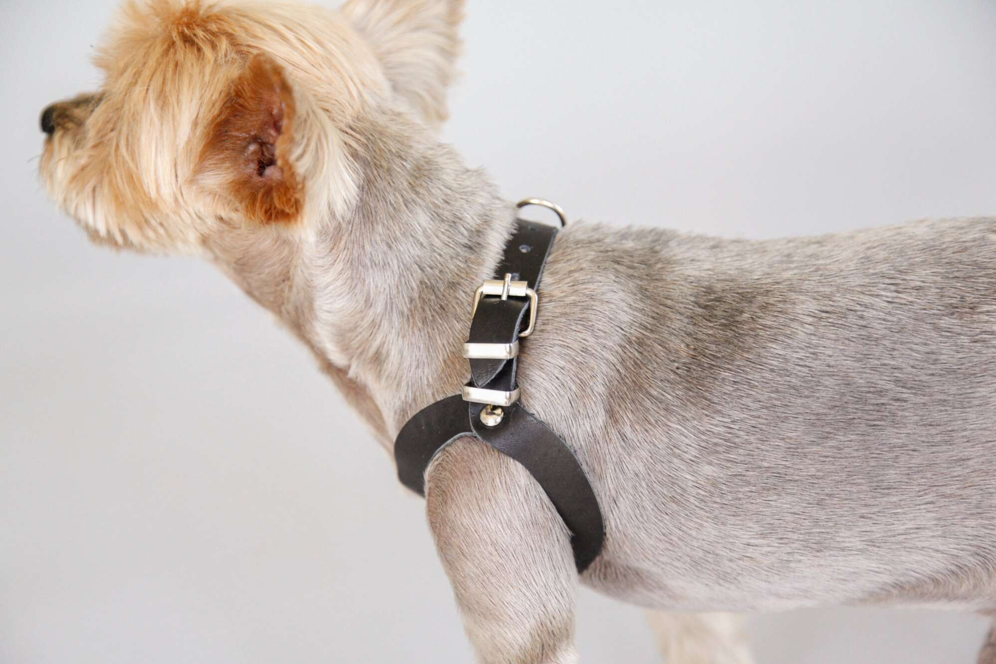 Кожаная шлейка для собак Очки тонкая