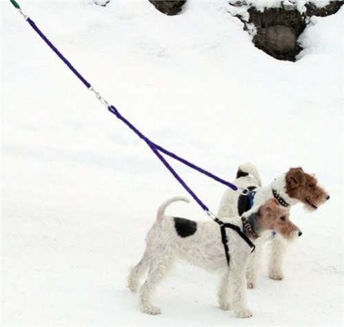 Кожаный поводок для двух собак