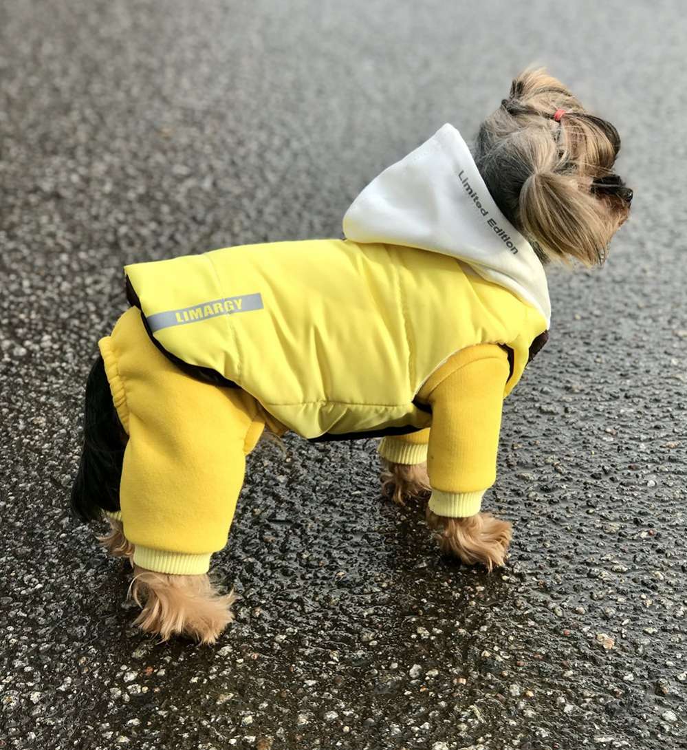 Комплект костюм и жилет для собаки Premium 15