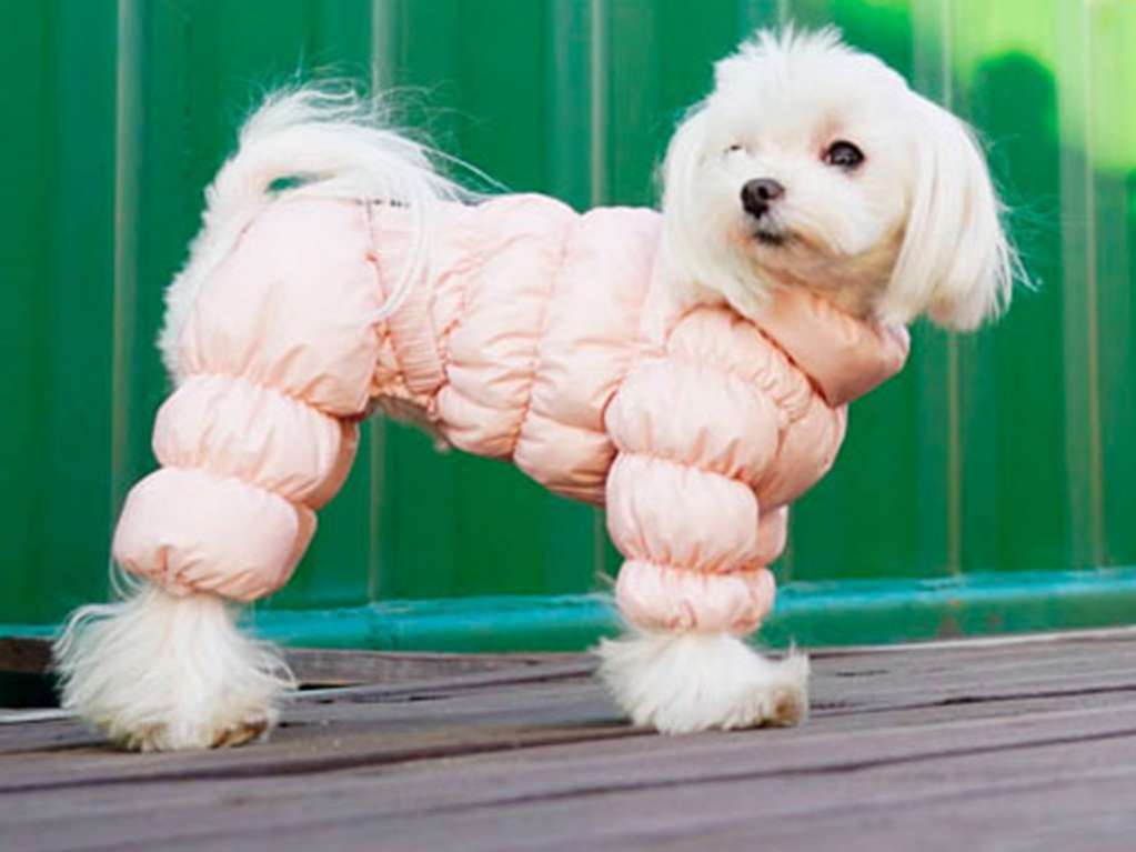 Комбинезон для собак PuppyAngel Полюс