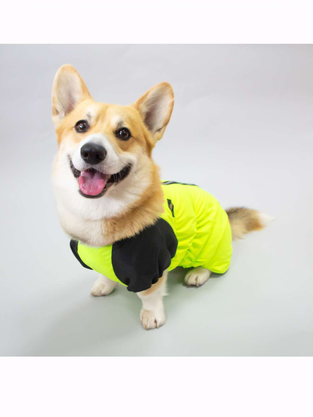 Дождевик для таксы и корги Puffy Лайм Лимонный