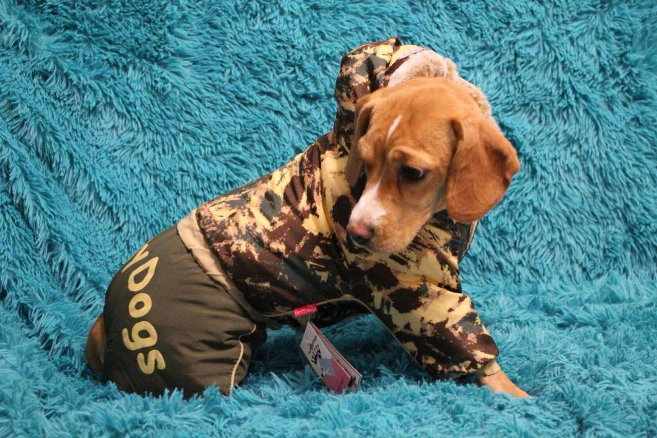 Комбинезон для собак ForMyDogs Разведчик