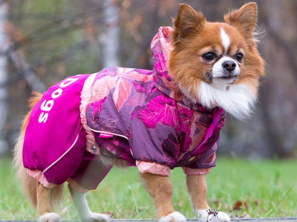 Комбинезон для собак ForMyDogs Лотос