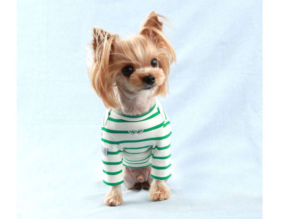 Свитшот для собак PuppyAngel Дерек