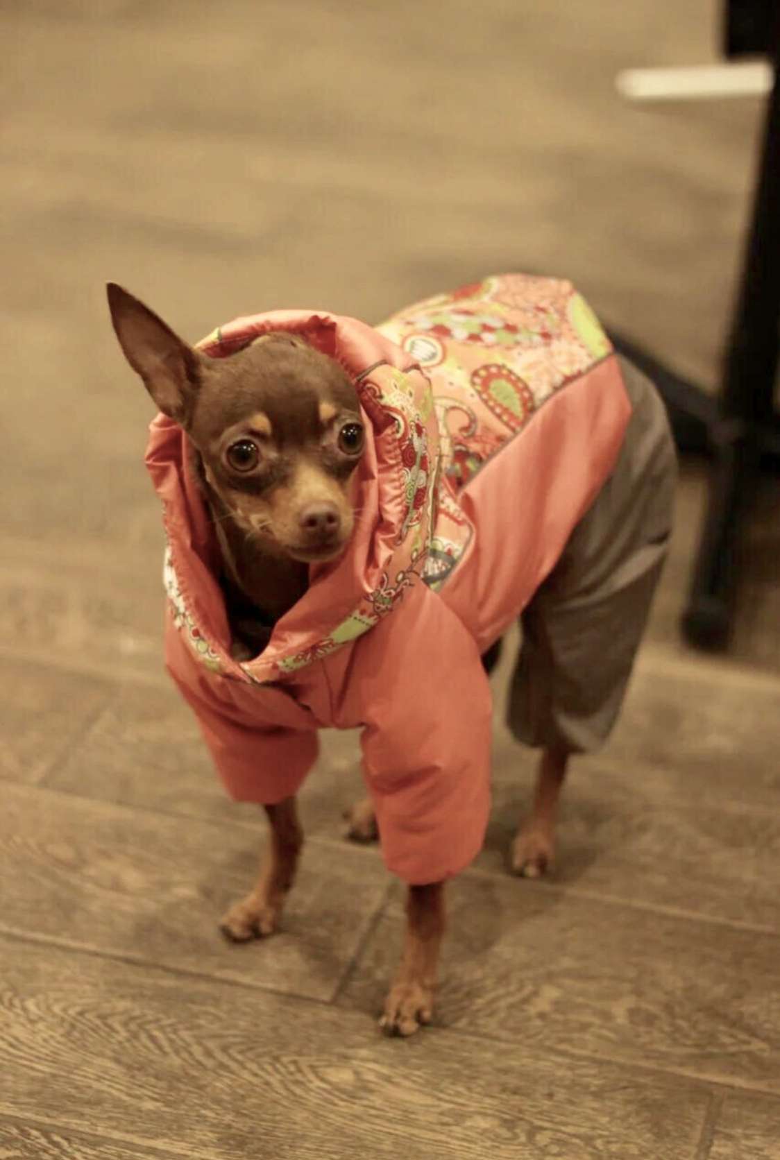 Куртка для собаки Цветы