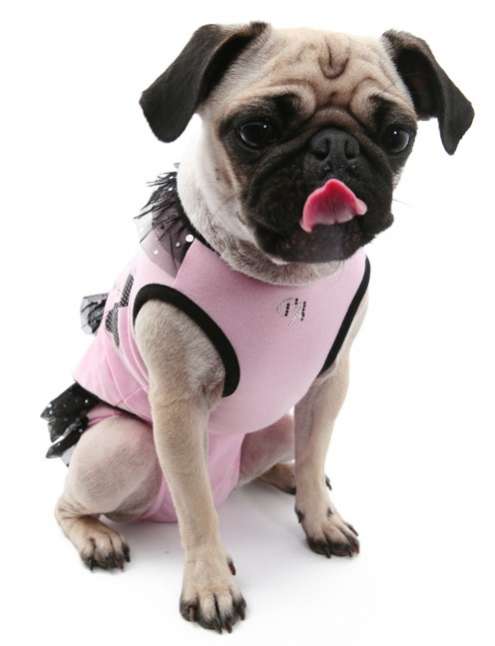 Майка для собаки PuppyAngel Бантик