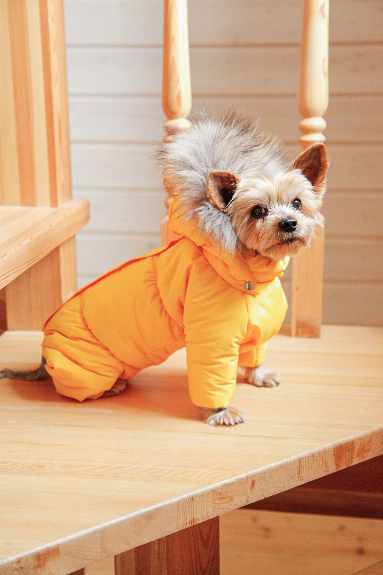 Зимний комбинезон для собак Северное сияние Лимон