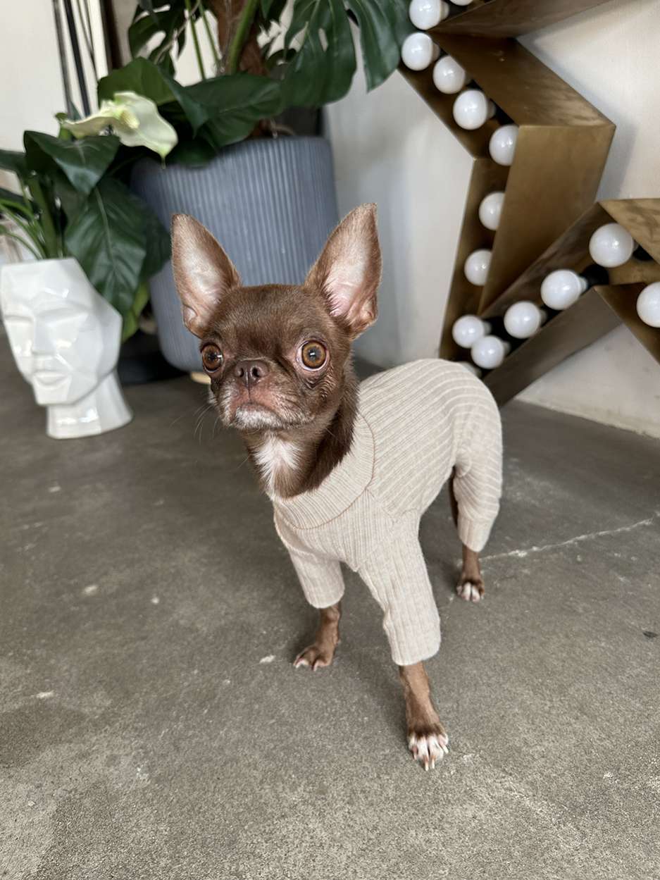 Костюм-боди для собак Puffy Лапша Латте