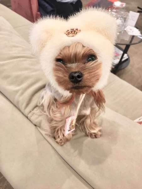 Норковая шапка для собак Puffy Ушки белая