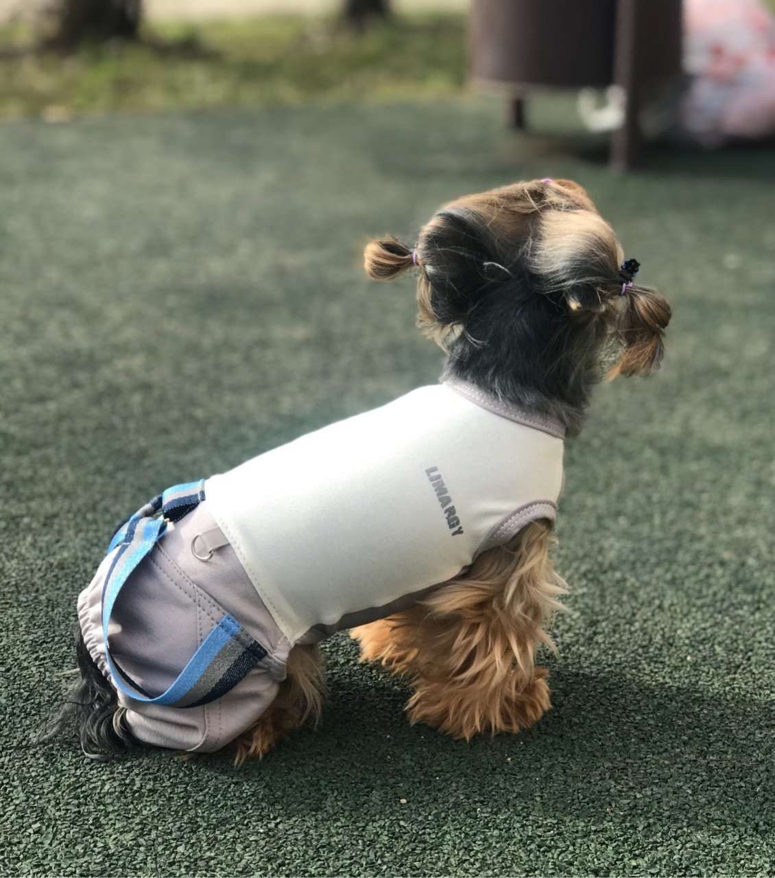 Комплект костюм и толстовка  для собаки Premium Кэнди