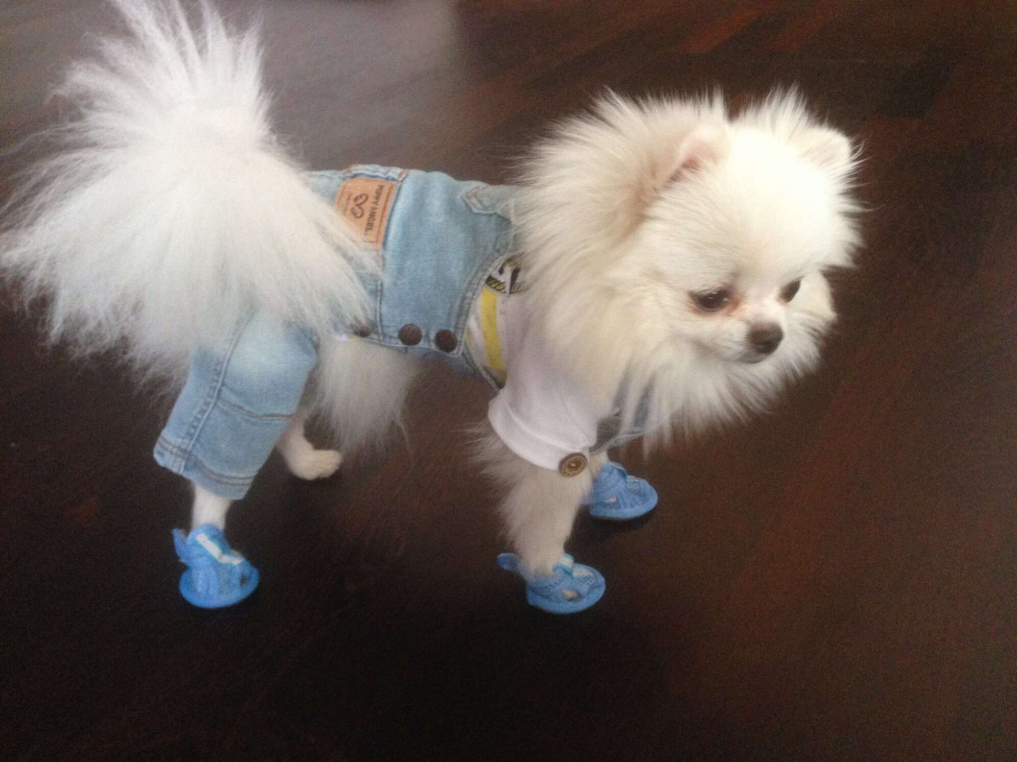 Джинсы для собак PuppyAngel Бруно