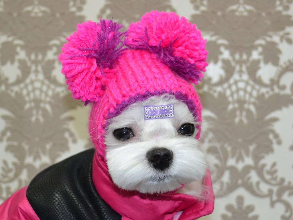 Вязаная шапка для собаки капор с закрытыми ушами Puffy