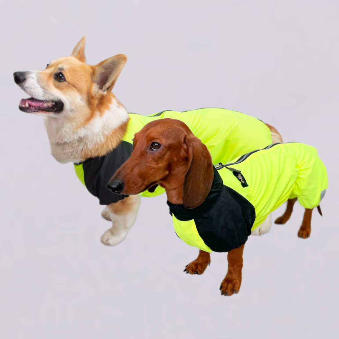 Дождевик для таксы и корги Puffy Лайм Лимонный