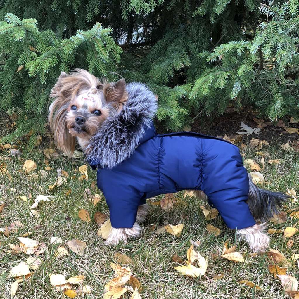 Зимний комбинезон для собак Северное сияние Гавана