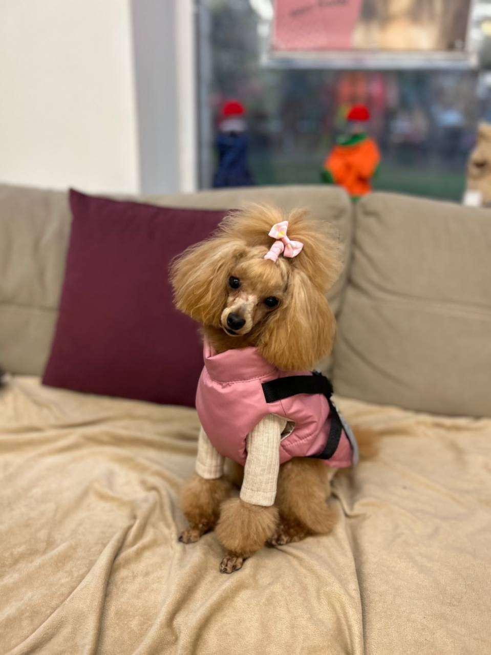 Свитшот для собак Puffy Лапша бежевый