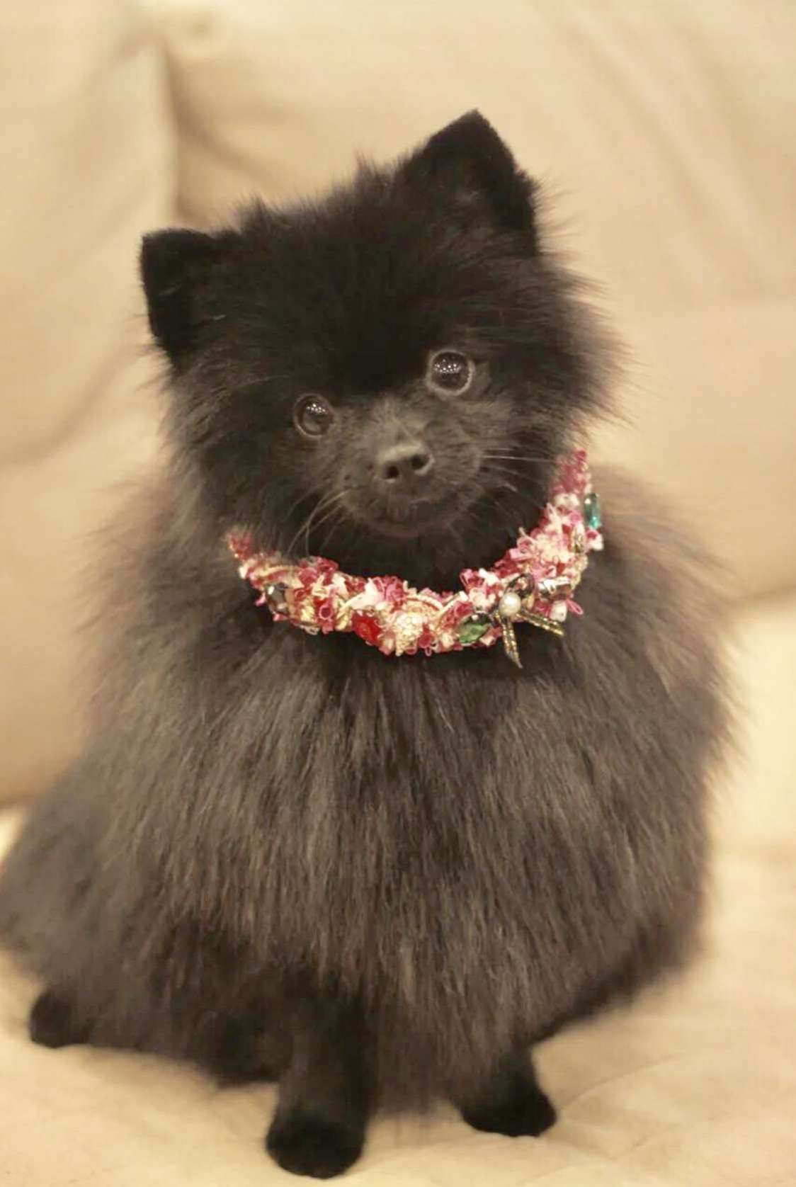 Украшение на шею для собак Pet Дива