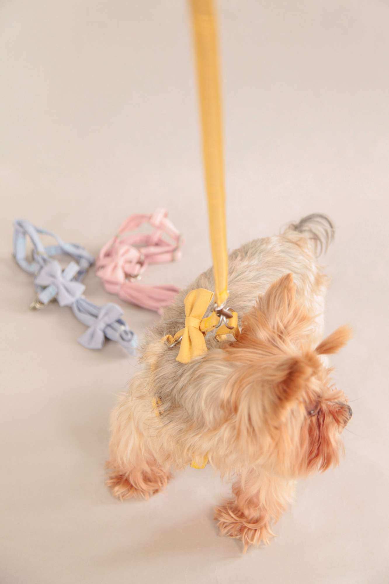 Шлейка с поводком для собак Pet Бантики