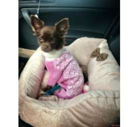 Шерстяной костюм для собак Сердечки