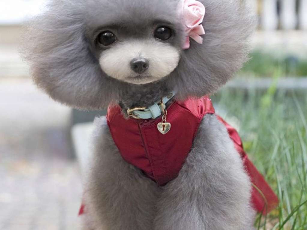 Праздничное платье для собак Pet Стразы