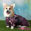 Дождевик для таксы и корги ForMyDogs Кувшинки