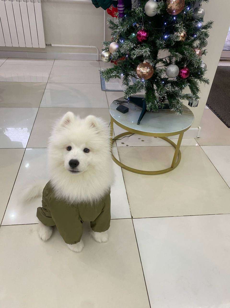 Утепленный дождевик Puffy для мопсов и бульдогов хаки