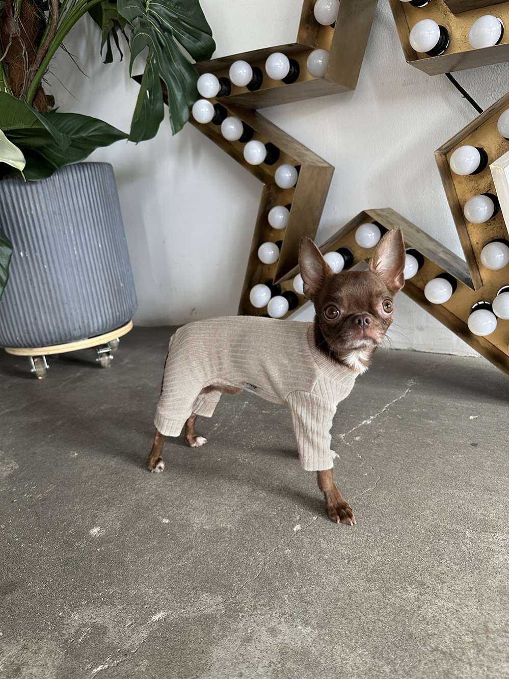 Костюм-боди для собак Puffy Лапша Латте