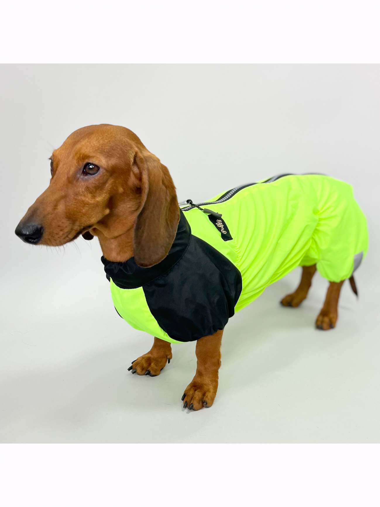 Дождевик для таксы и корги Puffy Лайм Салатовый