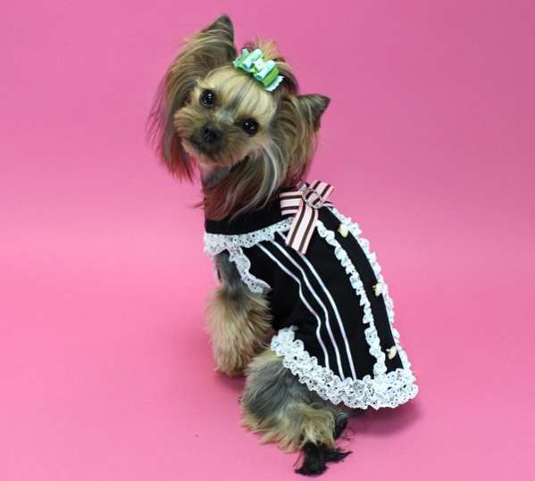 Блузка для собаки Wooflink DARLING