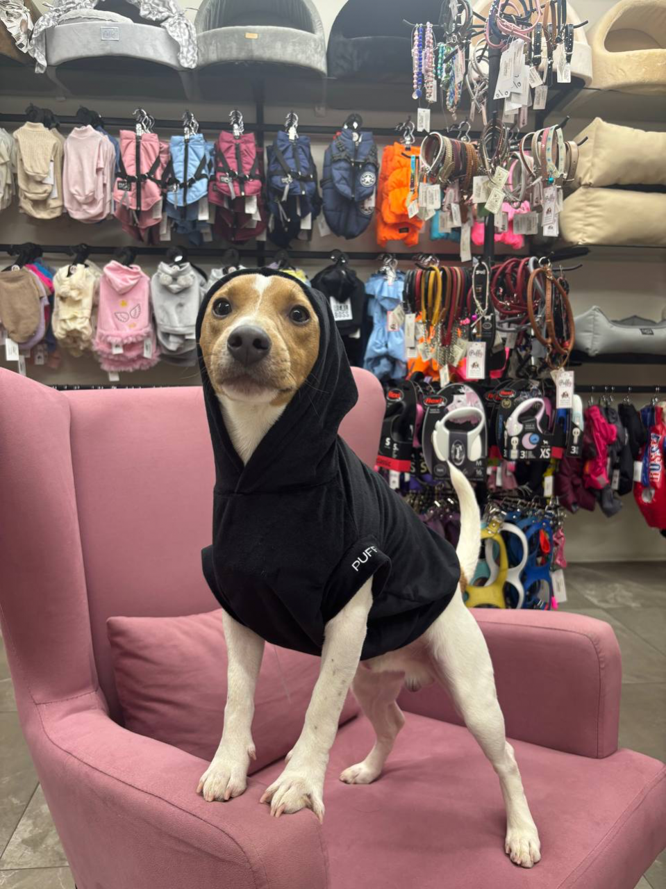 Велюровая толстовка Puffy Босс