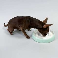 Миска для собак керамическая 3D Косточки