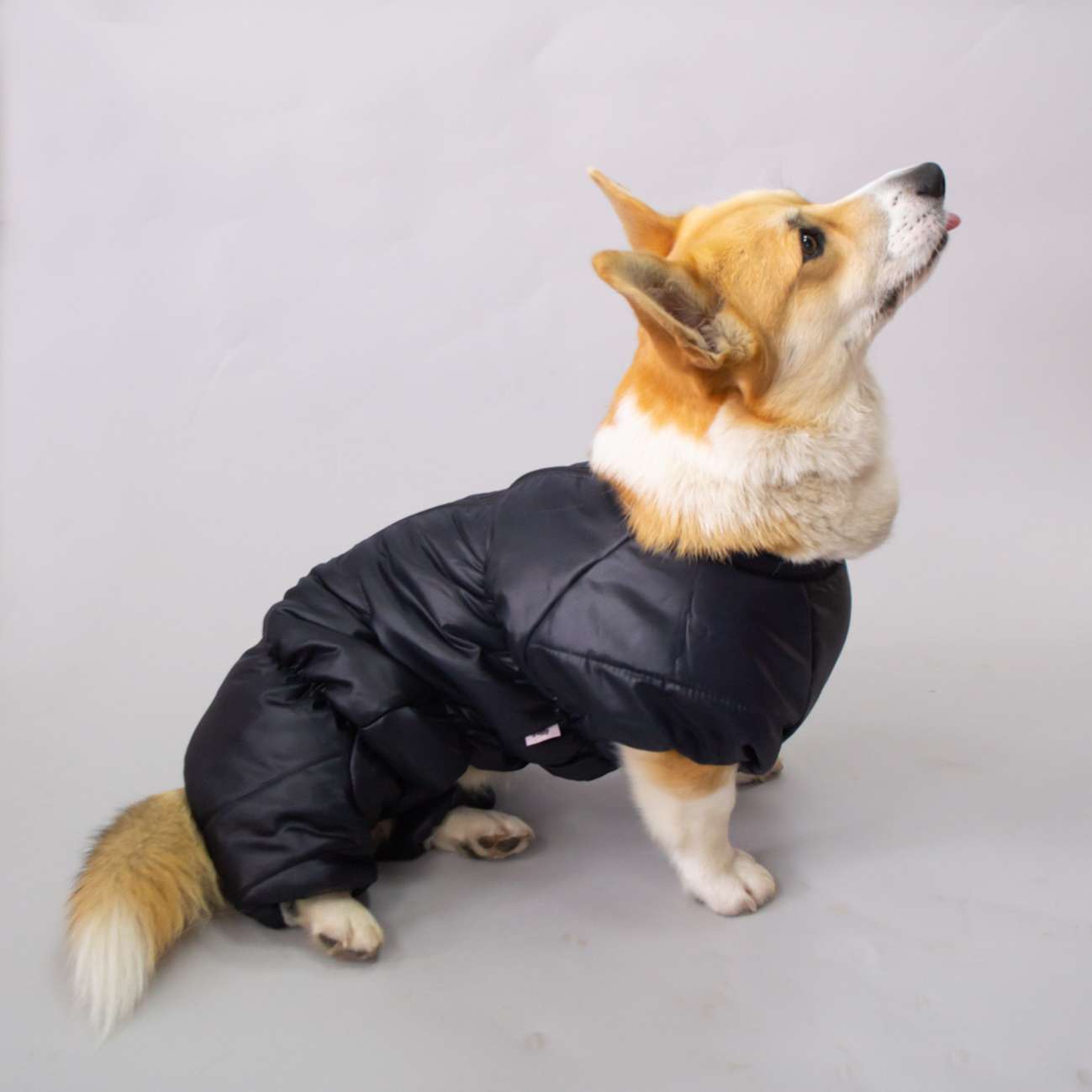 Комбинезон для таксы и корги Puffy Айвенго Черный