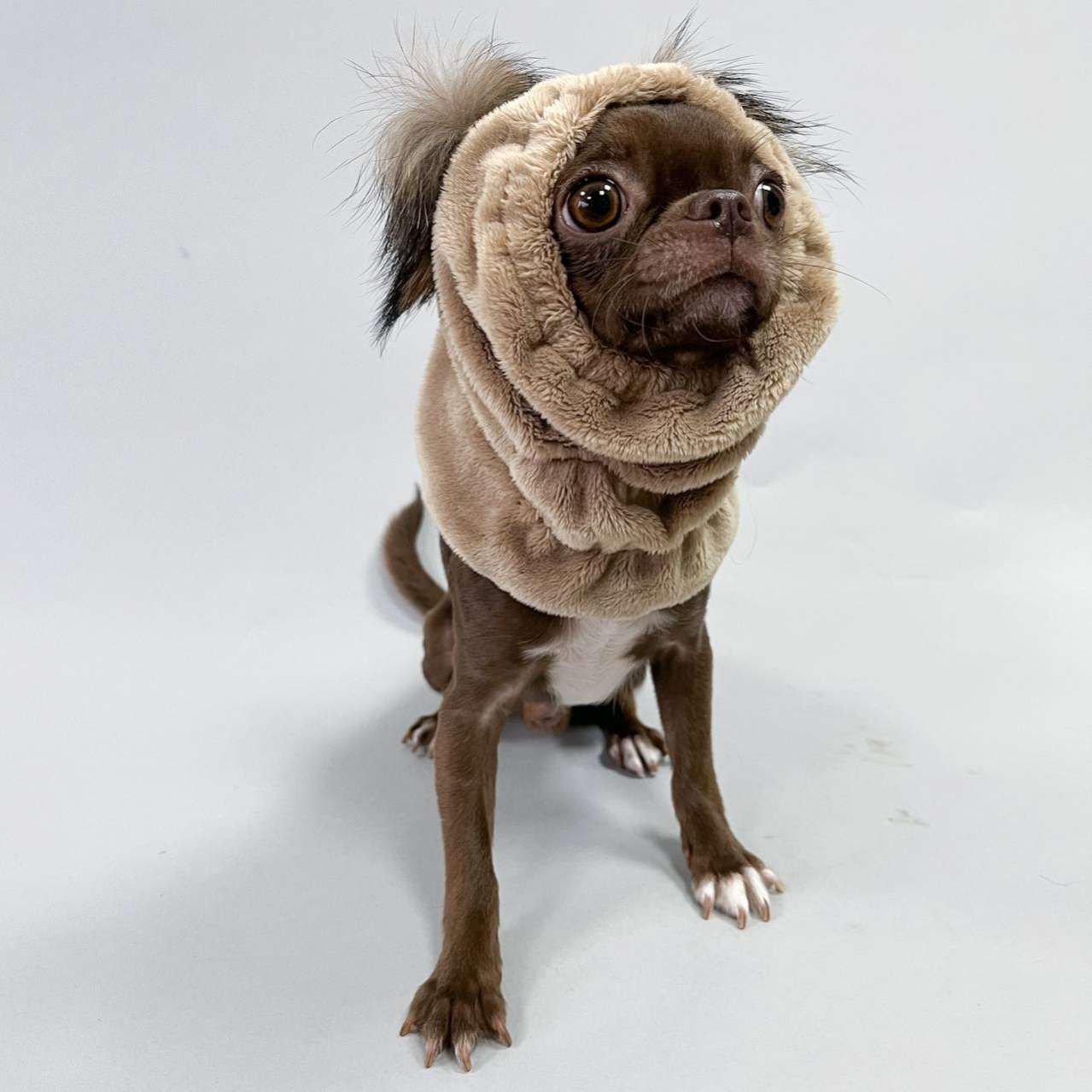 Шапка для собаки Капор Puffy Каштан