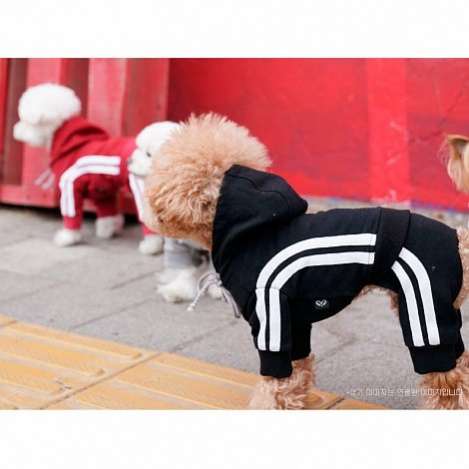 Костюм для собак трикотажный PA Спортик