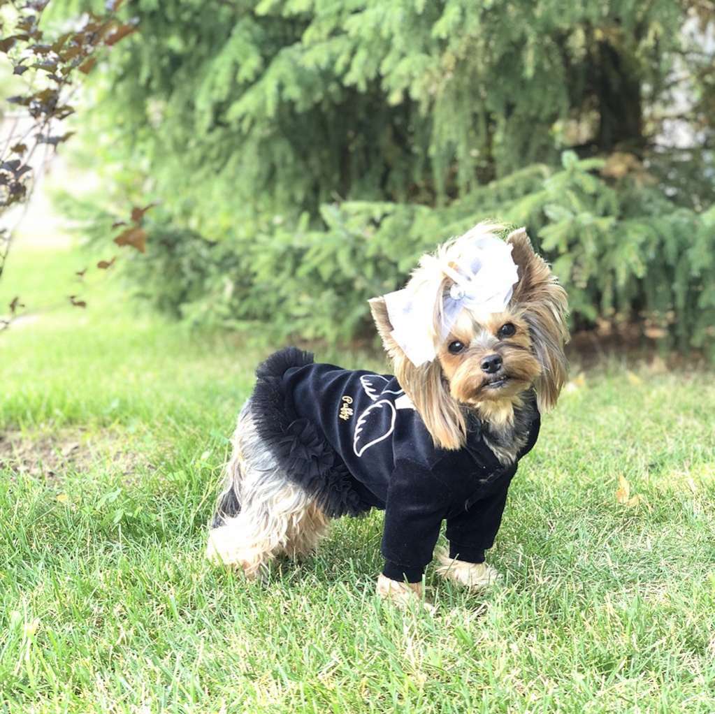 Толстовка для собаки велюровая Puffy Маленький ангел с юбкой