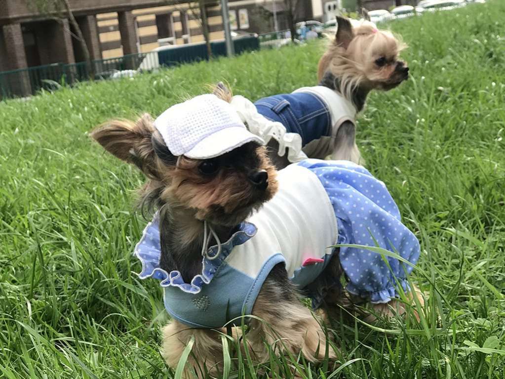 Кепка для собаки Premium Colour