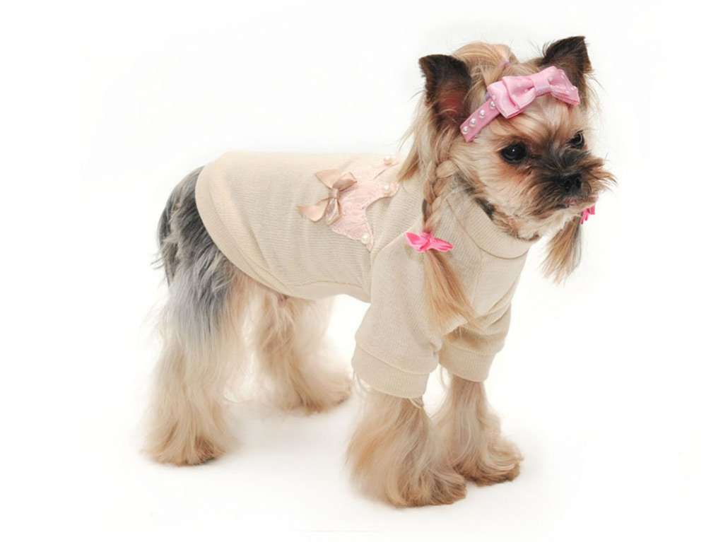 Свитер для собак King