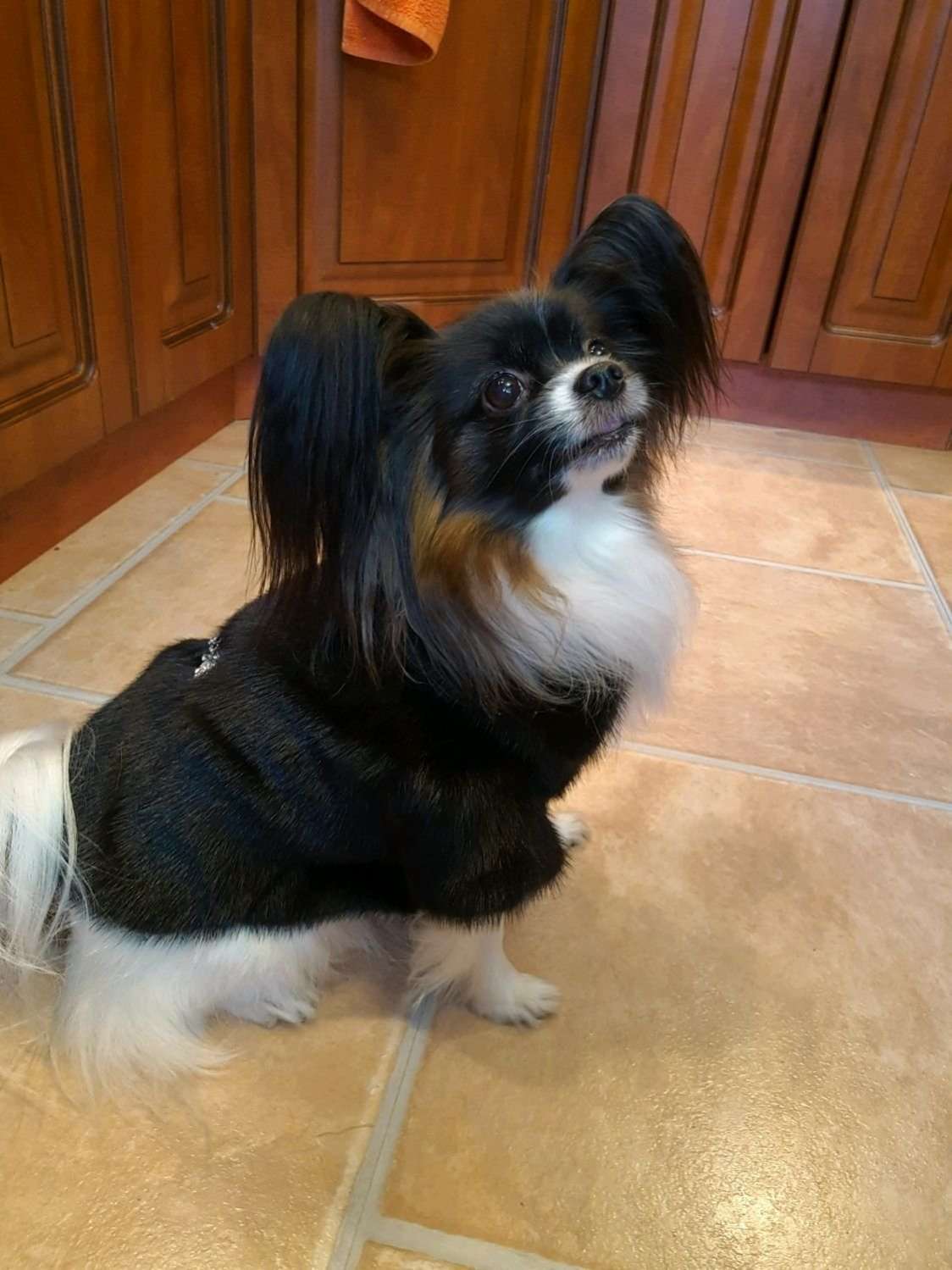 Шуба для собак норковая черная Брошка