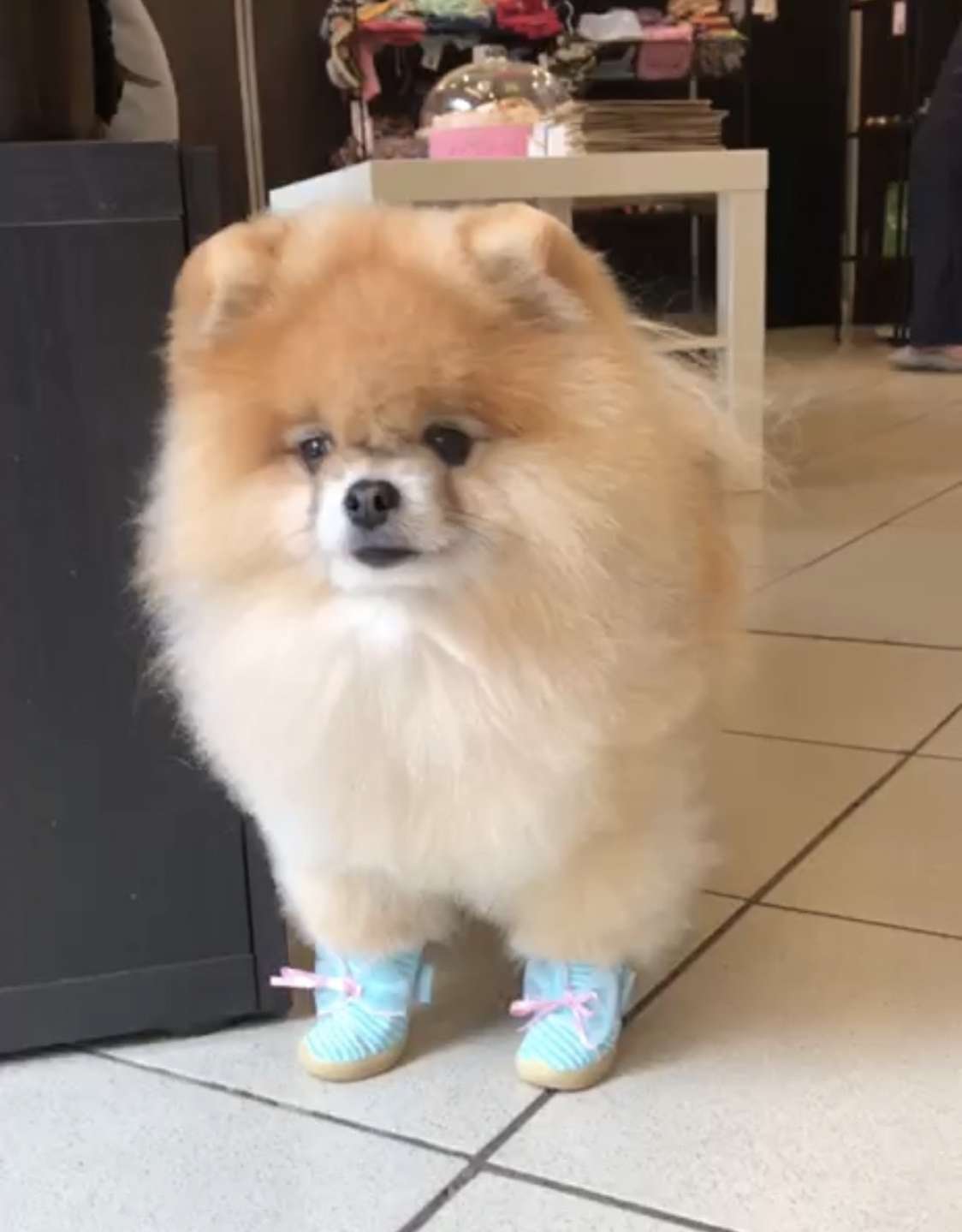 Кеды для собак трикотажные Pet Кокетка