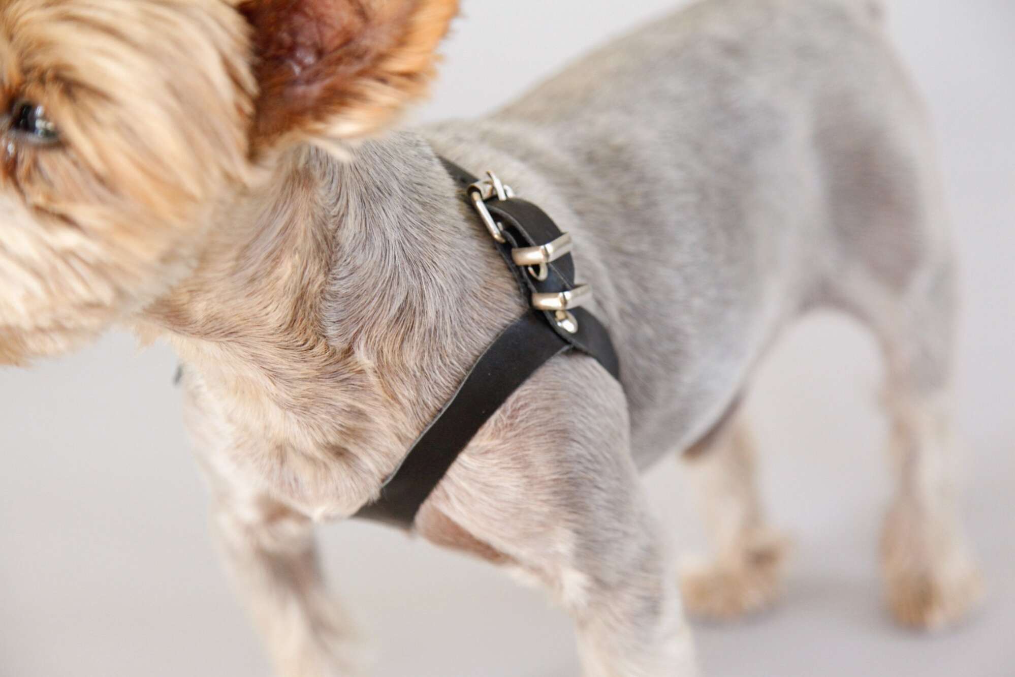 Кожаная шлейка для собак Очки тонкая