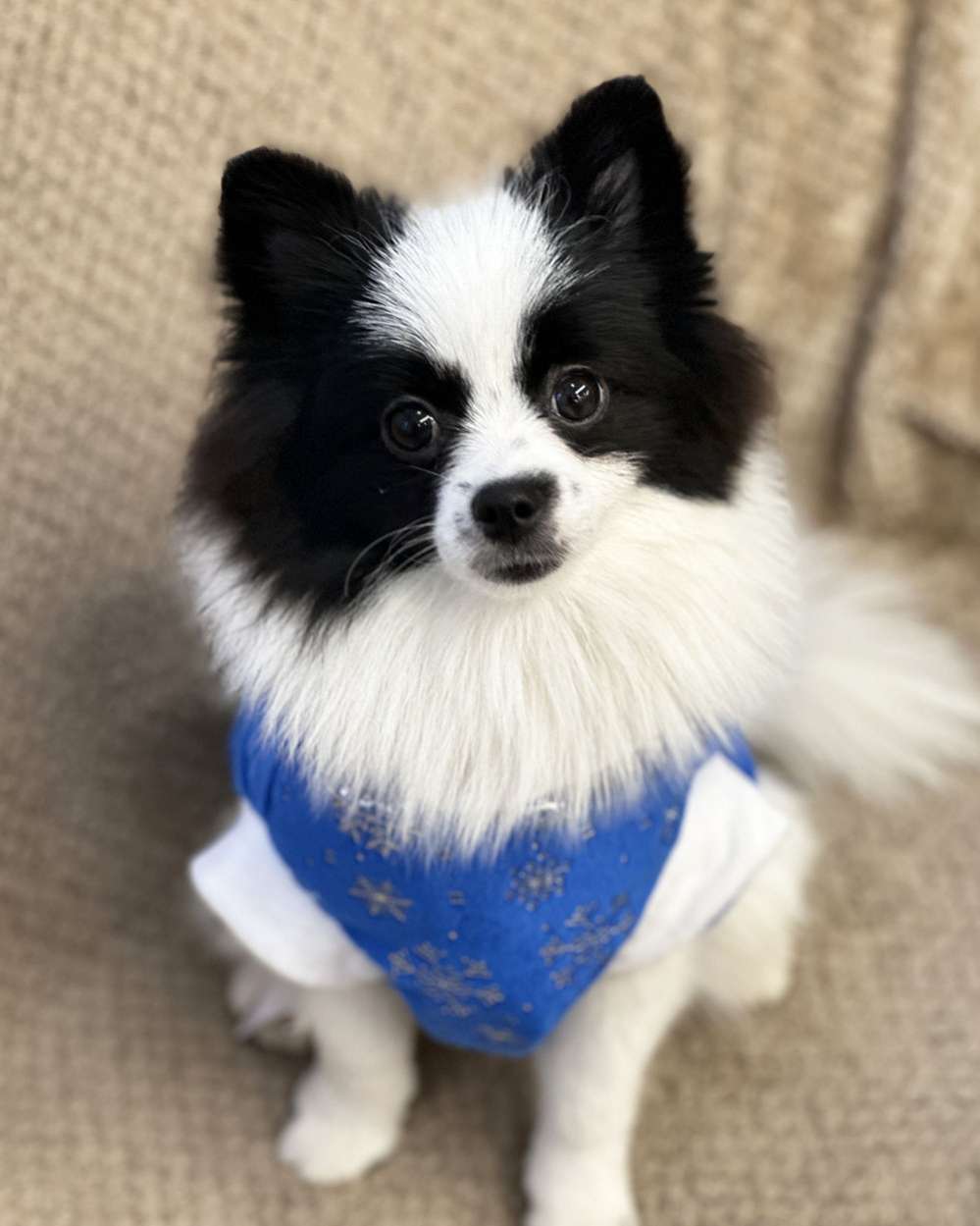 Новогодняя толстовка для собак Puffy Снежинка синяя