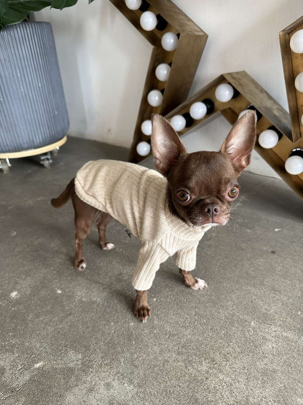 Свитшот для собак Puffy Лапша бежевый