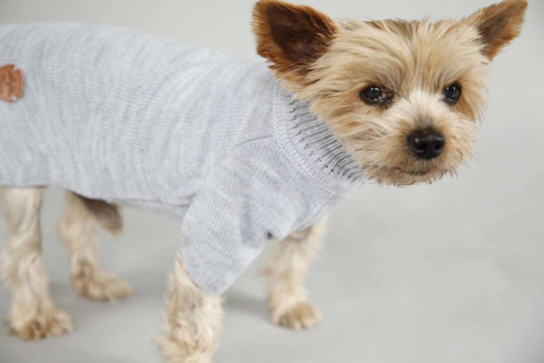 Свитер для собак Турин