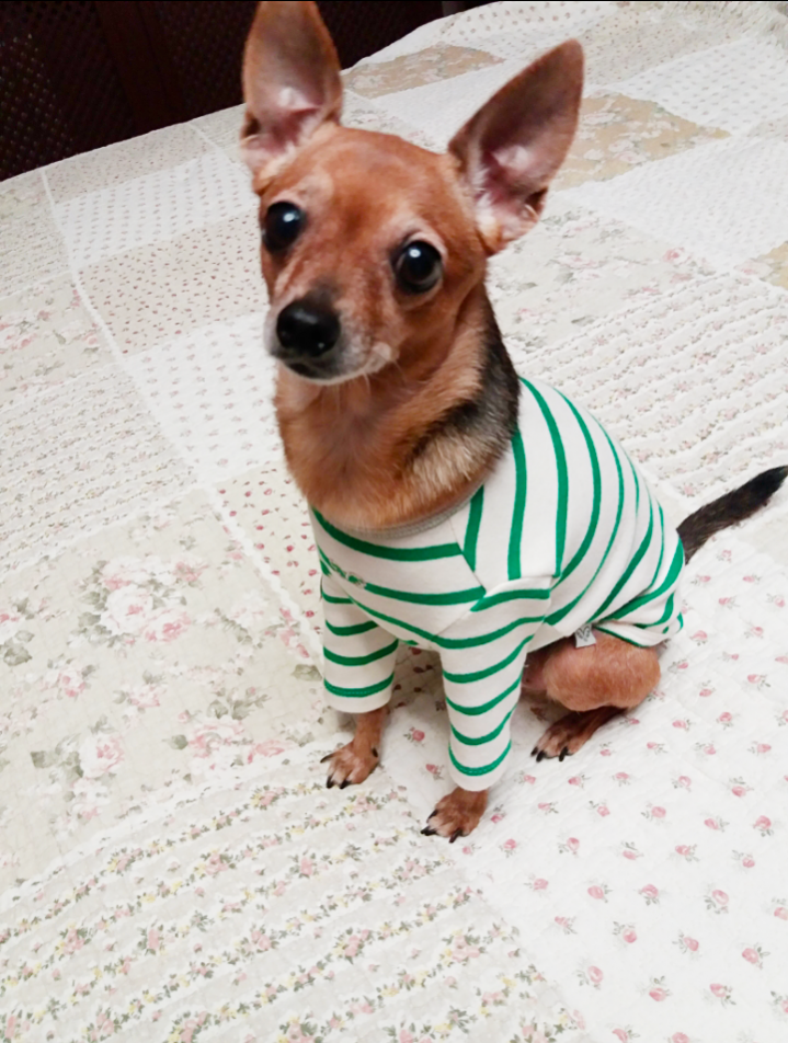 Свитшот для собак PuppyAngel Дерек