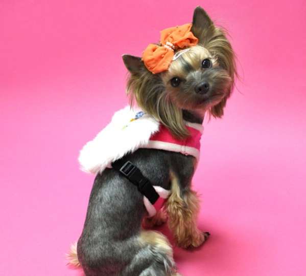 Шлейка для собак Premium Ангел