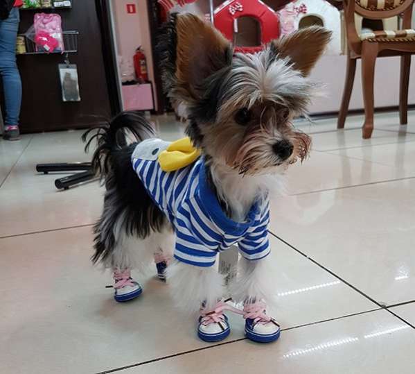 Кеды для собак Восторг 2 цвета