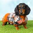 Дождевик для таксы и корги ForMyDogs Граффити