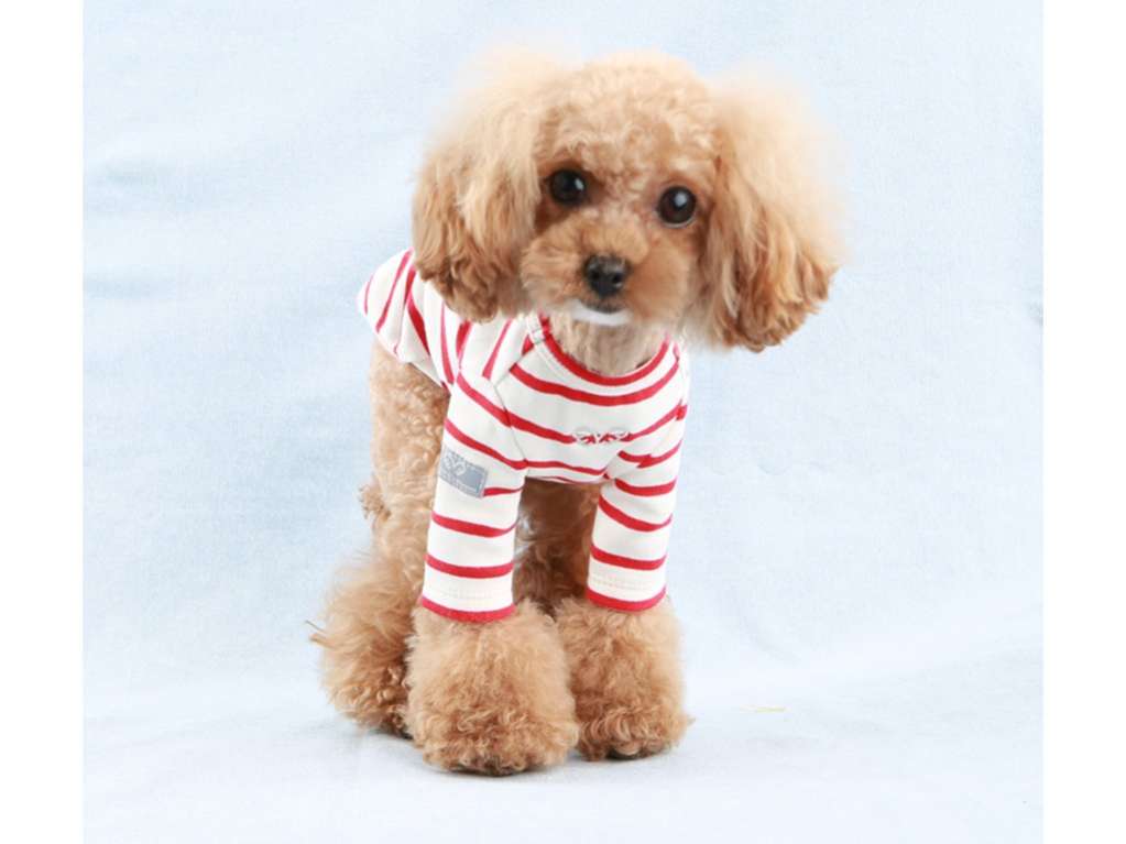 Свитшот для собак PuppyAngel Дерек